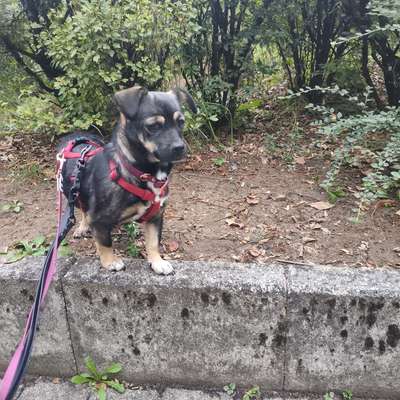 Hundetreffen-Gassifreunde für ängstliche Hündin gesucht-Bild