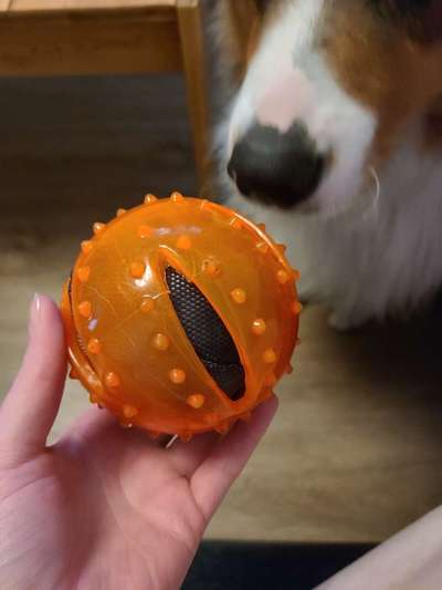 Kauspielzeug-Beitrag-Bild