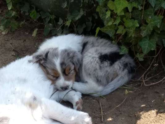 Als Welpen sind sie alle noch süßer-Beitrag-Bild