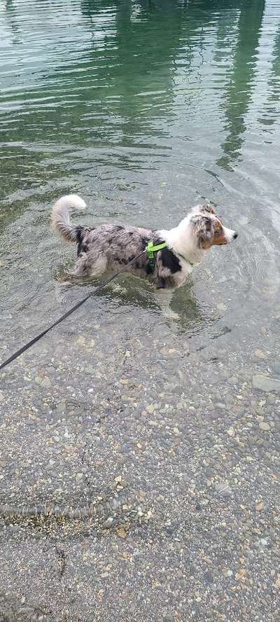 Dogorama-Monats-Challenge-Mai "Wasser"-Beitrag-Bild