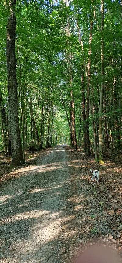 Hundeauslaufgebiet-Baxters Waldrunde in Hausen-Bild