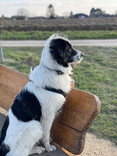 Wald Bild-Beitrag-Bild