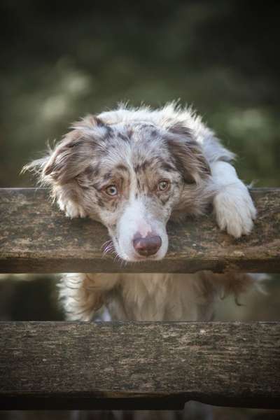 Foto's und Hundemodels-Beitrag-Bild