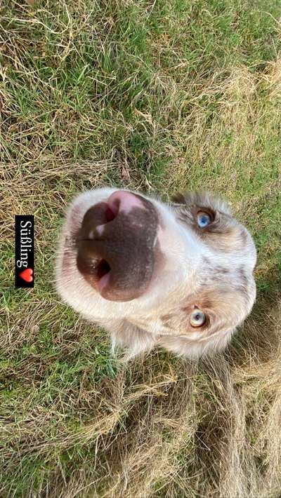 Zeigt mir die tollste Nahaufnahme von eurer Fellnase-Beitrag-Bild