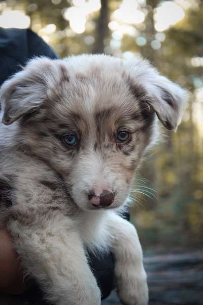 Welpen Bilder !-Beitrag-Bild