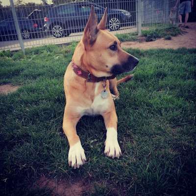 Die Dogorama Kalender Challenge Titelbild-Beitrag-Bild