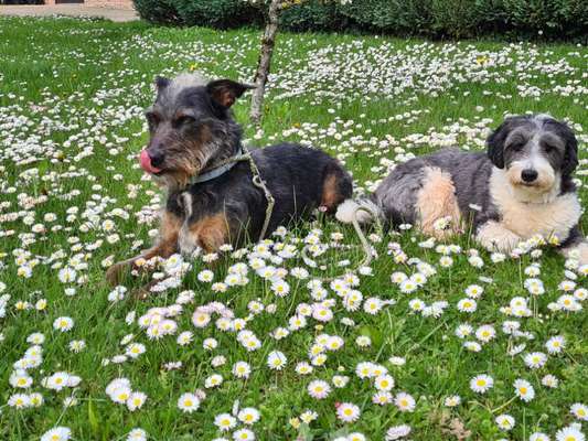 Dogorama Photo Challenge - Frühlingserwachen-Beitrag-Bild