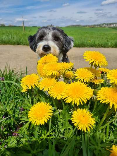 Dogorama Photo Challenge - Frühlingserwachen-Beitrag-Bild