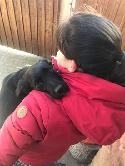 Tod seines geliebten Vierbeiners-Beitrag-Bild