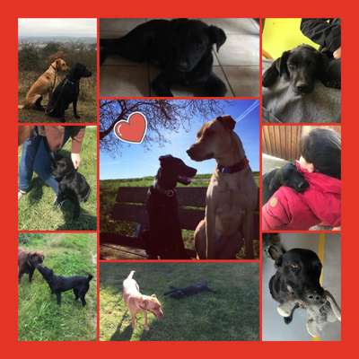 Tod seines geliebten Vierbeiners-Beitrag-Bild