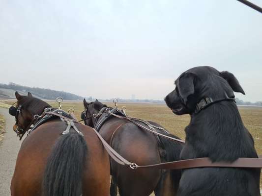 Tod seines geliebten Vierbeiners-Beitrag-Bild