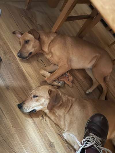 TierschutzhundeStammtisch🐕-Beitrag-Bild