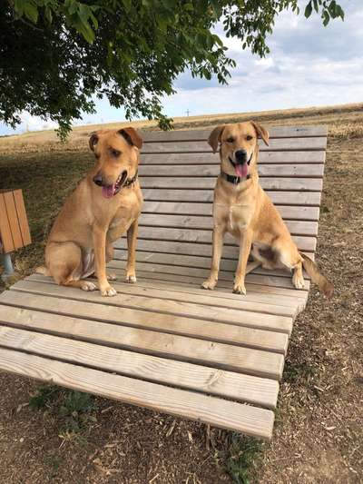 TierschutzhundeStammtisch🐕-Beitrag-Bild