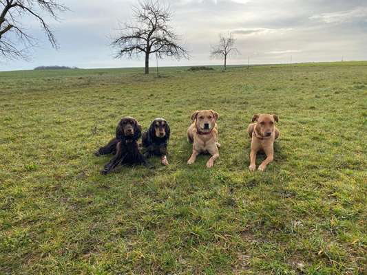 TierschutzhundeStammtisch🐕-Beitrag-Bild