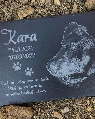 Tod seines geliebten Vierbeiners-Beitrag-Bild