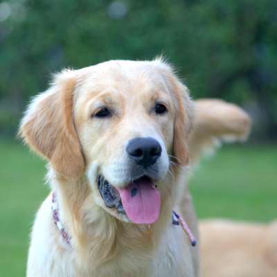 Wo sind die Golden Retriever Liebhaber?-Beitrag-Bild