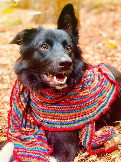 Herbst Bilder-Beitrag-Bild