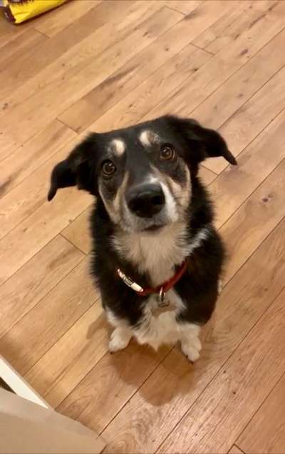 Dogorama Photo Challenge - Hundeblick zum hinschmelzen-Beitrag-Bild