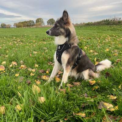 Hundetreffen-Spielrunden :)-Bild