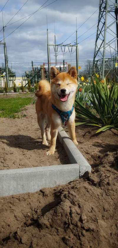 Die Dogorama Monats Challenge "Es grünt und blüht"-Beitrag-Bild