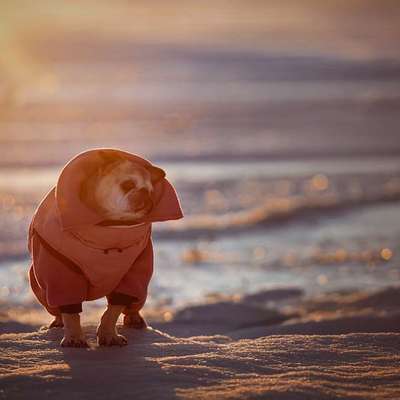 Hund uriniert nicht-Beitrag-Bild