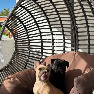 Hundetreffen-Gassirunde mit Amy und Fredd-Bild