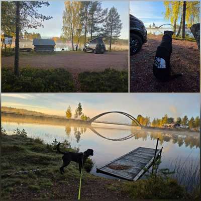 Urlaub in Schweden  mit Hund-Beitrag-Bild