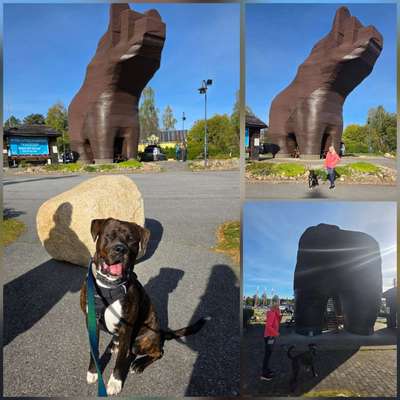 Urlaub in Schweden  mit Hund-Beitrag-Bild