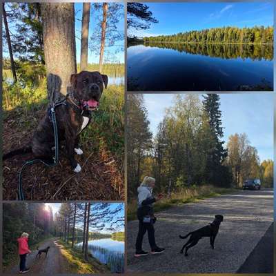 Urlaub in Schweden  mit Hund-Beitrag-Bild