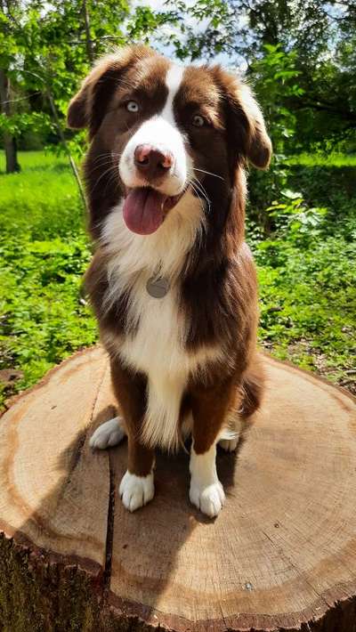 Dogorama Photo Challenge - Märchenwald-Beitrag-Bild