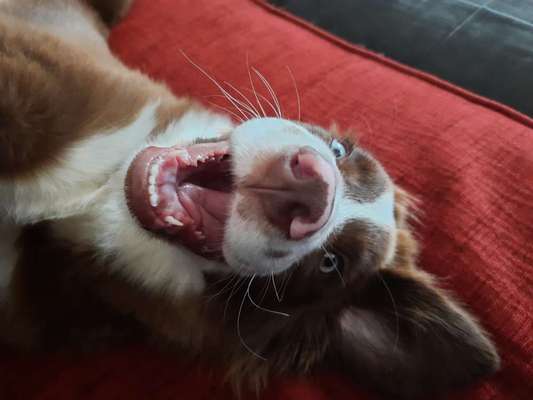 Zeige das lustigste Bild eures Hundis-Beitrag-Bild