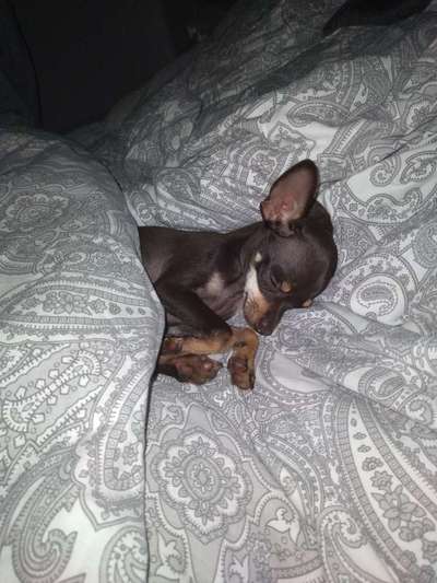 Darf der Hund bei Euch im Bett schlafen?-Beitrag-Bild