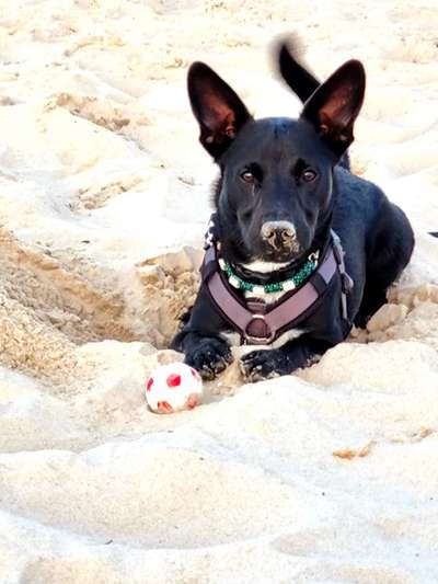 Die Dogorama Wochen Challenge "Friends will be Friends"-Beitrag-Bild