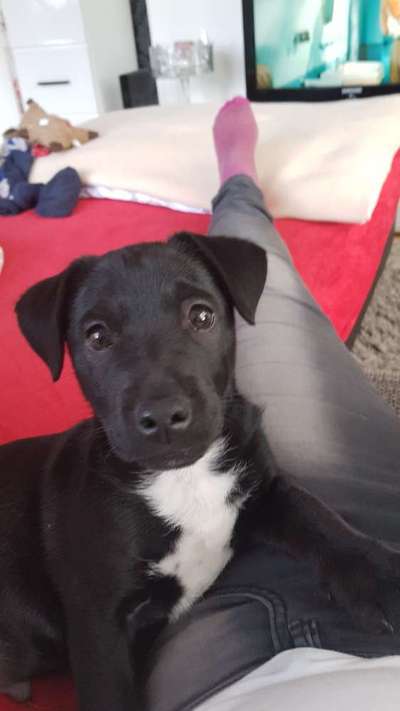 Welpen Bilder !-Beitrag-Bild