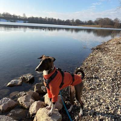 Hundetreffen-Hundekontakte zum Training oder Gassi-Bild