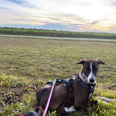 Hundetreffen-Spieltreffen Messepark (Bauma)-Bild