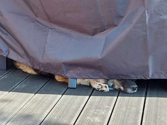 Dogorama Photo Challenge - Schattiges Plätzchen-Beitrag-Bild