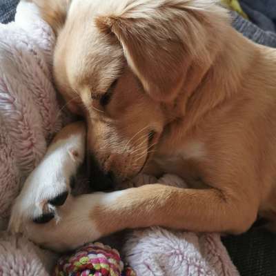 Hundetreffen-Wanderung zwischen 4-10 km ab Biesdorf