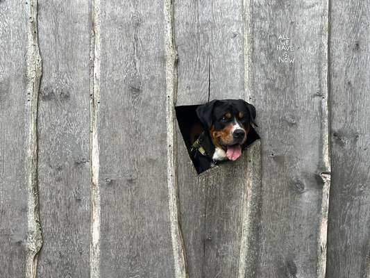 Dogorama Photo Challenge - Versteckspiel-Beitrag-Bild