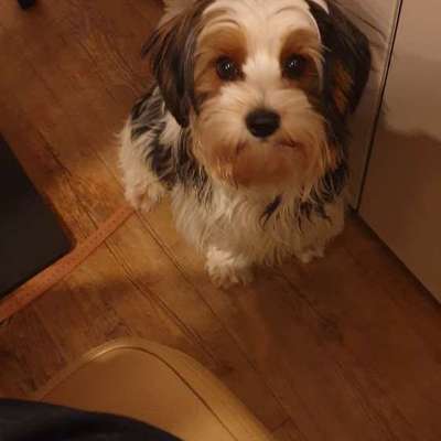 Hundetreffen-Gassirunde - Spielrunde-Bild