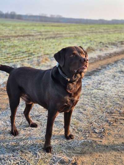 Geschwister gesucht (Appenzeller Sennenhund)-Beitrag-Bild