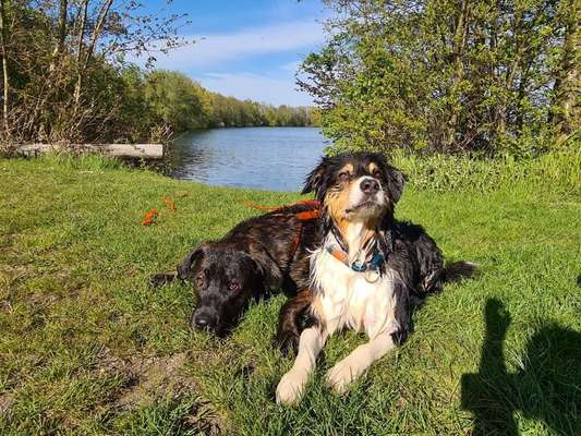 Dogorama-Monats-Challenge-Mai "Wasser"-Beitrag-Bild