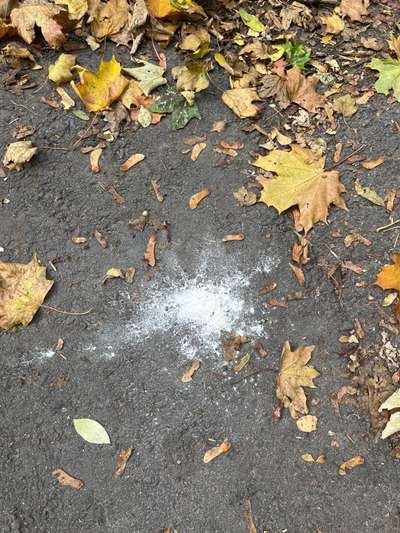 Giftköder-Weißes Pulver (white powder)-Bild