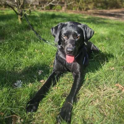 Hundetreffen-Gemeinsam spazieren gehen im Bürgerpark-Bild