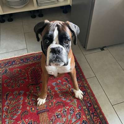 Hundetreffen-Spazieren und Spielen-Profilbild