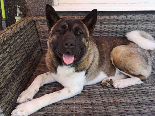 American Akita-Beitrag-Bild