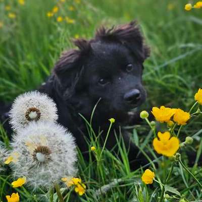 Hundetreffen-Hundefreund gesucht-Bild