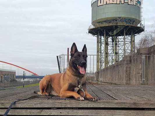 Deutsche Schäferhunde, Belgische Schäferhunde.-Beitrag-Bild