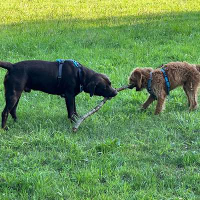 Hundetreffen-Kumpels zum Spielen und Toben gesucht-Bild