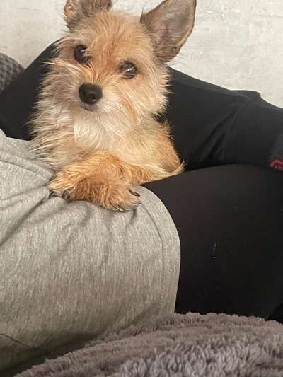 Dogorama Photo Challenge - Hundeblick zum hinschmelzen-Beitrag-Bild